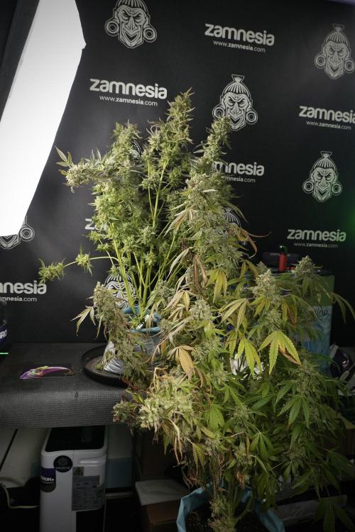 TicaL X Zamnesia-NectarDrip pack#268/750. Week 15 - Nectar Drip 12-12 from seed and me 