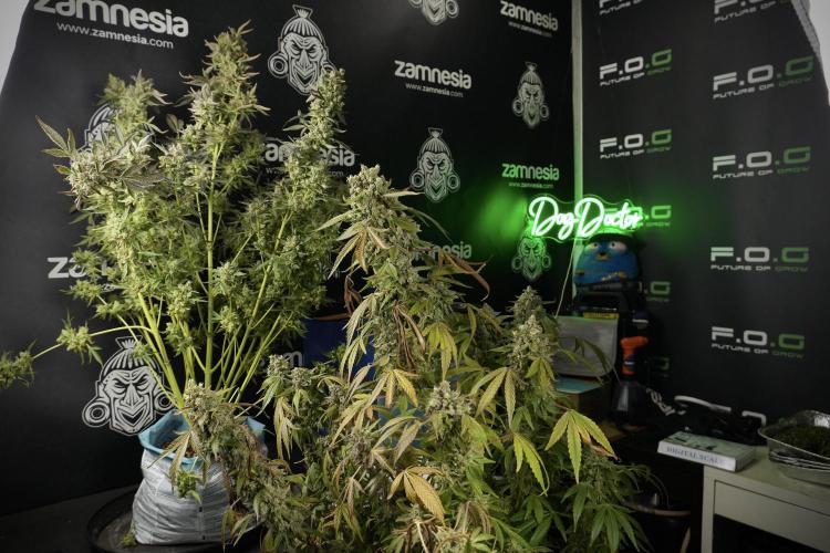 TicaL X Zamnesia-NectarDrip pack#268/750. Week 15 - Nectar Drip 12-12 from seed and me 