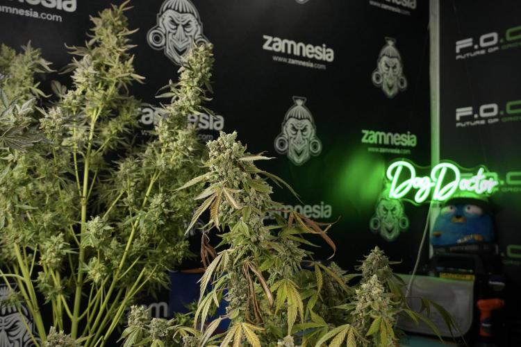 TicaL X Zamnesia-NectarDrip pack#268/750. Week 15 - Nectar Drip 12-12 from seed studio before harvest 