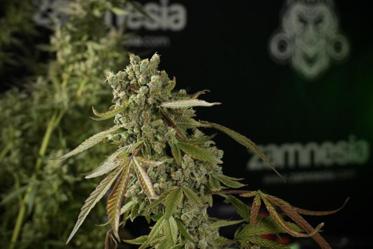 TicaL X Zamnesia-NectarDrip pack#268/750. Week 15 - Nectar Drip 12-12 from seed studio before harvest 