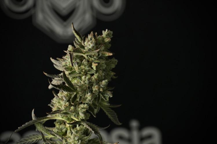 TicaL X Zamnesia-NectarDrip pack#268/750. Week 15 - Nectar Drip 12-12 from seed studio before harvest 