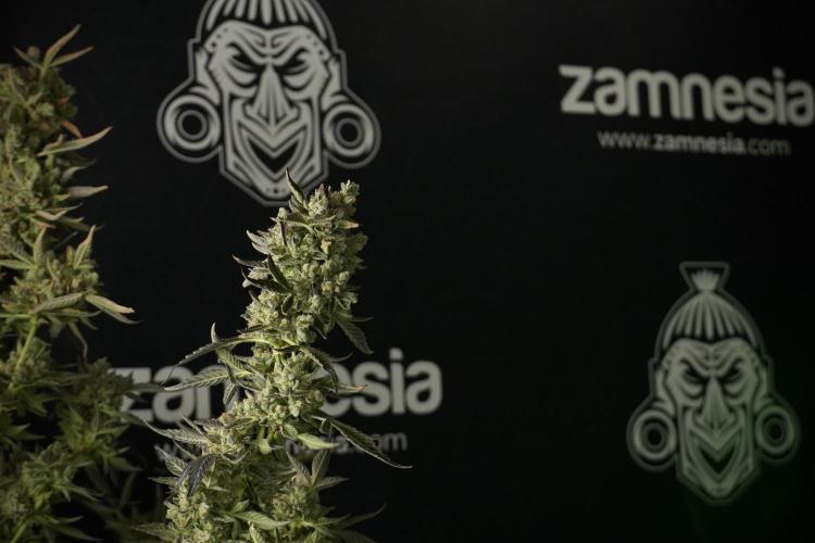 TicaL X Zamnesia-NectarDrip pack#268/750. Week 15 - Nectar Drip 12-12 from seed studio before harvest 