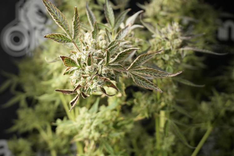 TicaL X Zamnesia-NectarDrip pack#268/750. Week 15 - Nectar Drip 12-12 from seed studio before harvest 