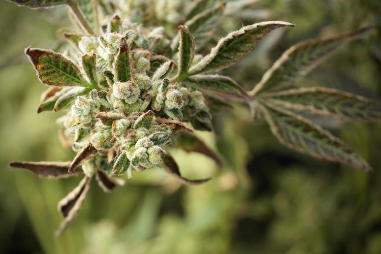 TicaL X Zamnesia-NectarDrip pack#268/750. Week 15 - Nectar Drip 12-12 from seed studio before harvest 