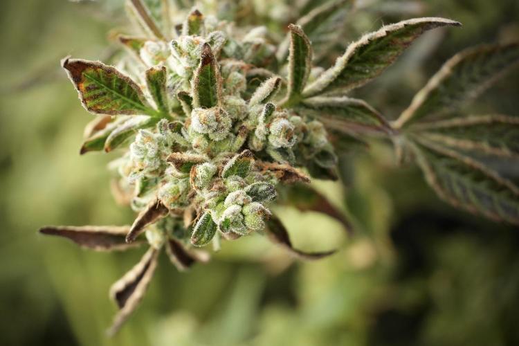 TicaL X Zamnesia-NectarDrip pack#268/750. Week 15 - Nectar Drip 12-12 from seed studio before harvest 