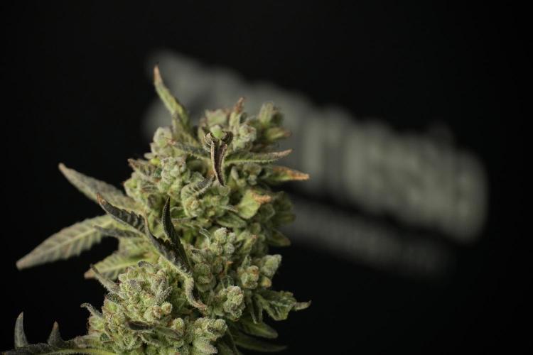 TicaL X Zamnesia-NectarDrip pack#268/750. Week 15 - Nectar Drip 12-12 from seed studio before harvest 