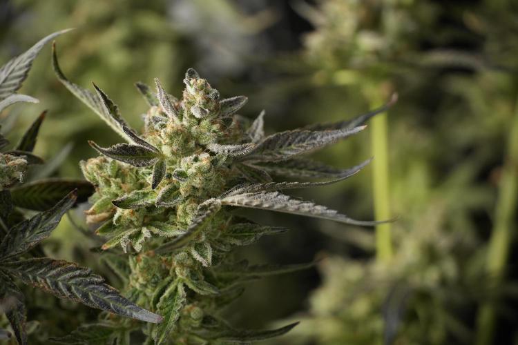 TicaL X Zamnesia-NectarDrip pack#268/750. Week 15 - Nectar Drip 12-12 from seed studio before harvest 