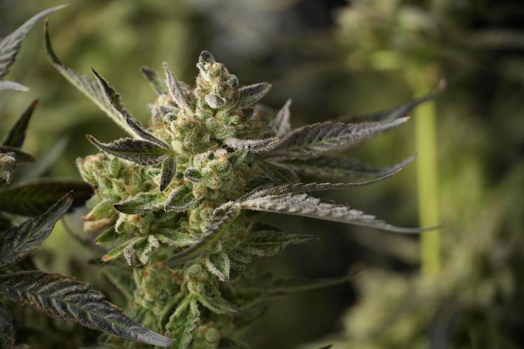 TicaL X Zamnesia-NectarDrip pack#268/750. Week 15 - Nectar Drip 12-12 from seed studio before harvest 