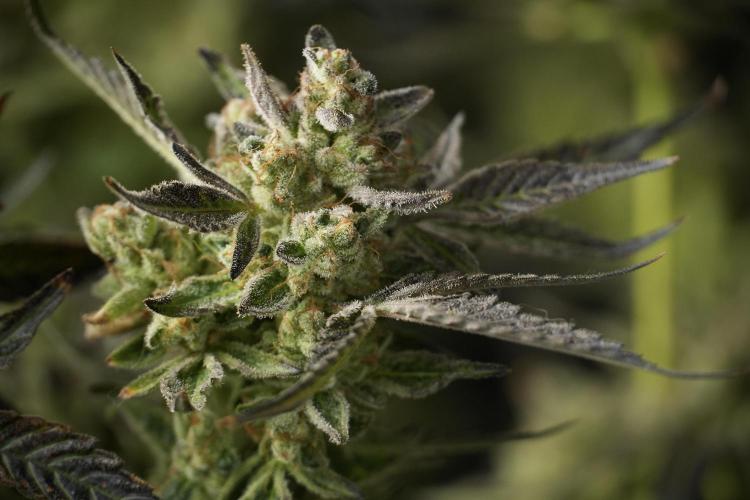 TicaL X Zamnesia-NectarDrip pack#268/750. Week 15 - Nectar Drip 12-12 from seed studio before harvest 