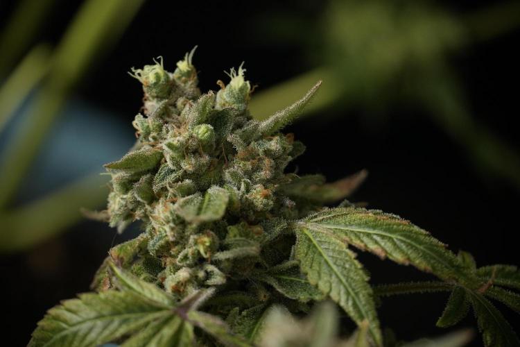 TicaL X Zamnesia-NectarDrip pack#268/750. Week 15 - Nectar Drip 12-12 from seed studio before harvest 
