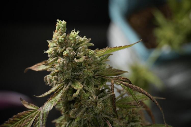 TicaL X Zamnesia-NectarDrip pack#268/750. Week 15 - Nectar Drip 12-12 from seed studio before harvest 