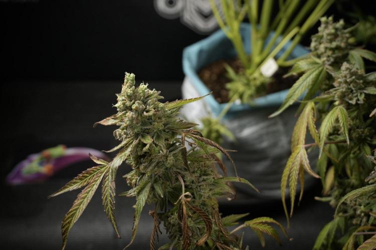 TicaL X Zamnesia-NectarDrip pack#268/750. Week 15 - Nectar Drip 12-12 from seed studio before harvest 
