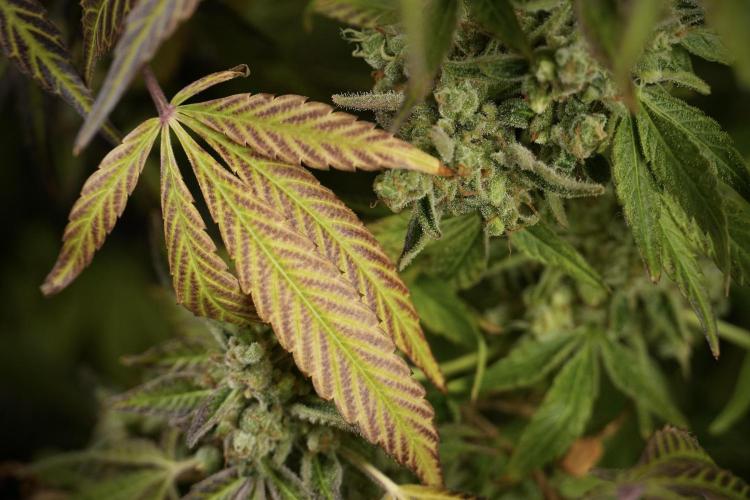 TicaL X Zamnesia-NectarDrip pack#268/750. Week 15 - Nectar Drip 12-12 from seed studio before harvest 