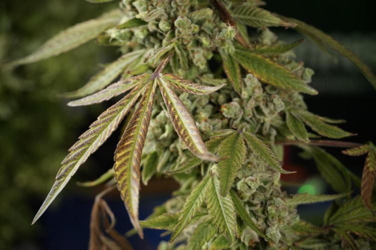 TicaL X Zamnesia-NectarDrip pack#268/750. Week 15 - Nectar Drip 12-12 from seed studio before harvest 
