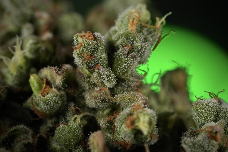 TicaL X Zamnesia-NectarDrip pack#268/750. Week 15 - Nectar Drip 12-12 from seed studio before harvest 