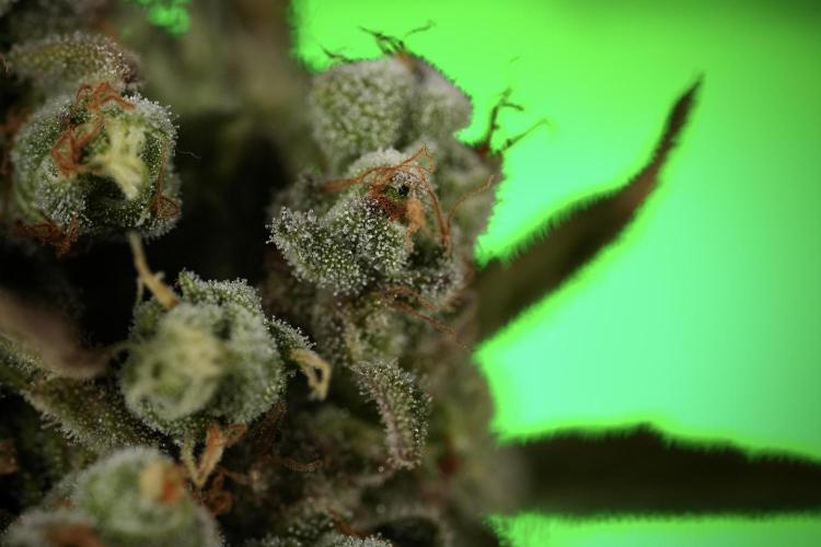 TicaL X Zamnesia-NectarDrip pack#268/750. Week 15 - Nectar Drip 12-12 from seed studio before harvest 