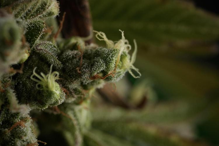 TicaL X Zamnesia-NectarDrip pack#268/750. Week 15 - Nectar Drip 12-12 from seed studio before harvest 