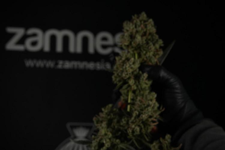 TicaL X Zamnesia-NectarDrip pack#268/750. Week 15 - Nectar Drip 12-12 from seed studio before harvest 