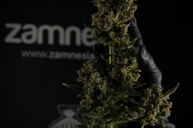 TicaL X Zamnesia-NectarDrip pack#268/750. Week 15 - Nectar Drip 12-12 from seed studio before harvest 