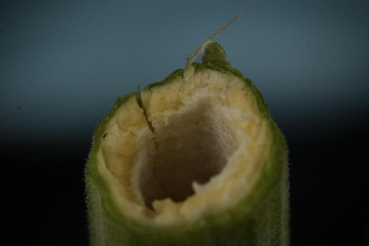 TicaL X Zamnesia-NectarDrip pack#268/750. Week 15 - Nectar Drip Harvested 
