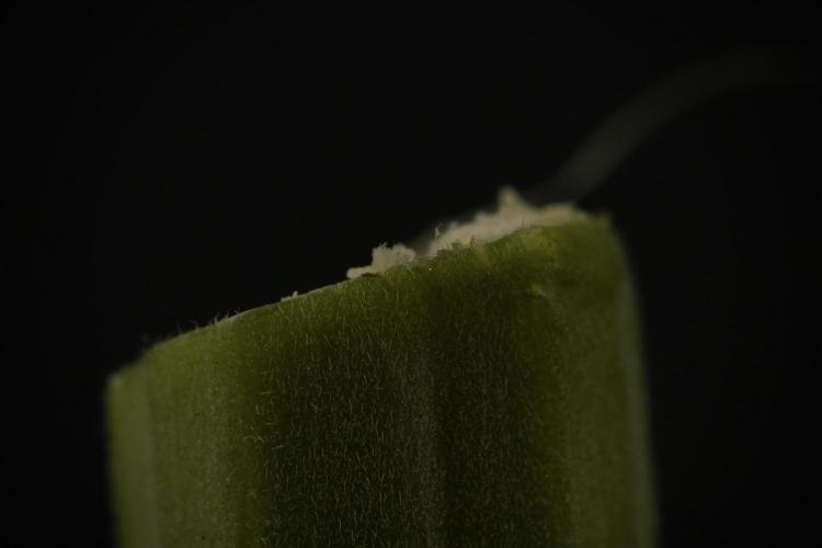 TicaL X Zamnesia-NectarDrip pack#268/750. Week 15 - Nectar Drip Harvested 