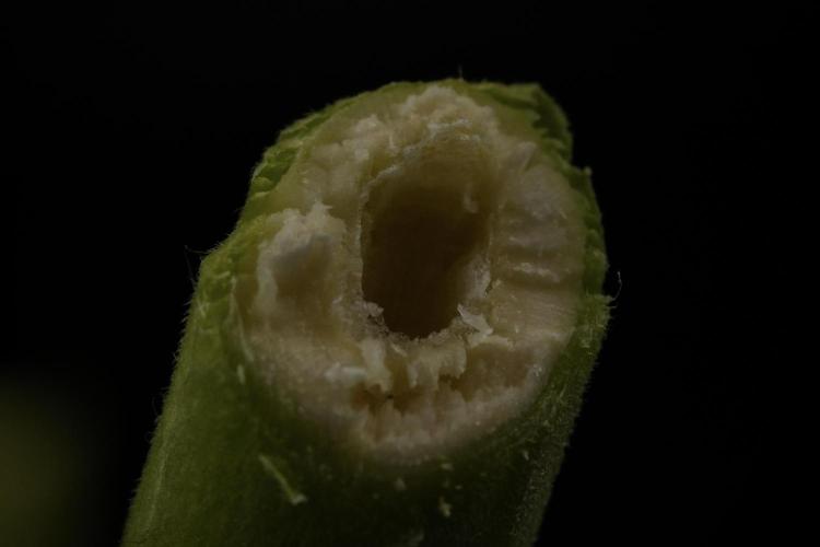 TicaL X Zamnesia-NectarDrip pack#268/750. Week 15 - Nectar Drip Harvested 