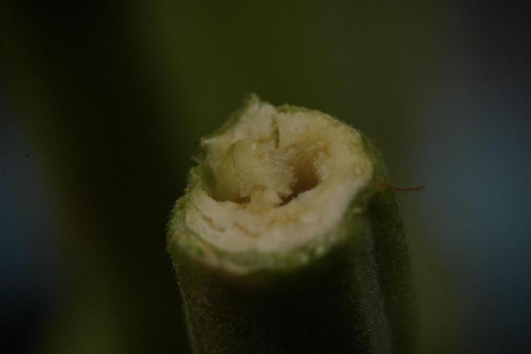 TicaL X Zamnesia-NectarDrip pack#268/750. Week 15 - Nectar Drip Harvested 