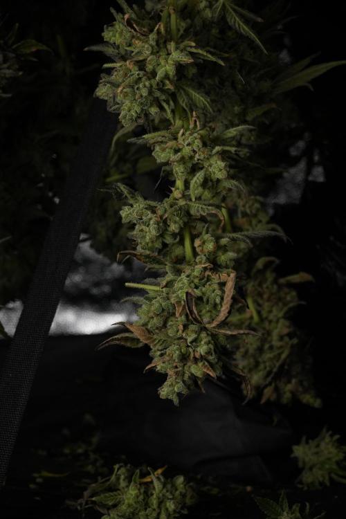 TicaL X Zamnesia-NectarDrip pack#268/750. Week 15 - Nectar Drip Harvested  now Drying 