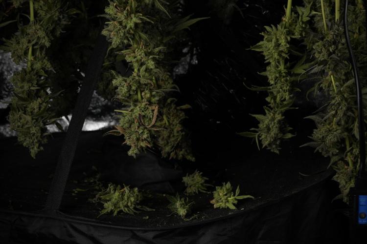 TicaL X Zamnesia-NectarDrip pack#268/750. Week 15 - Nectar Drip Harvested  now Drying 