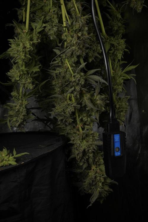 TicaL X Zamnesia-NectarDrip pack#268/750. Week 15 - Nectar Drip Harvested  now Drying 