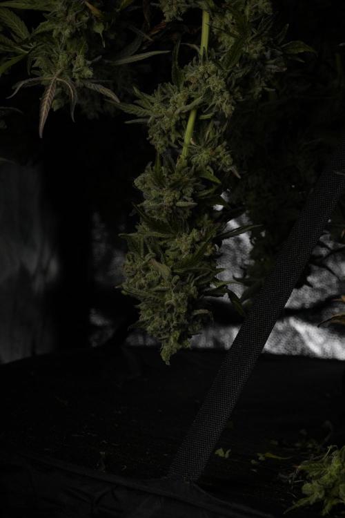 TicaL X Zamnesia-NectarDrip pack#268/750. Week 15 - Nectar Drip Harvested  now Drying 