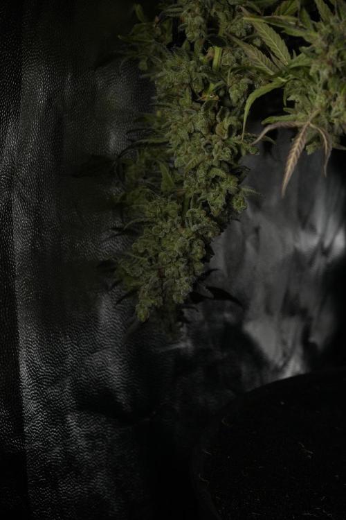 TicaL X Zamnesia-NectarDrip pack#268/750. Week 15 - Nectar Drip Harvested  now Drying 