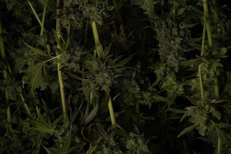 TicaL X Zamnesia-NectarDrip pack#268/750. Week 15 - Nectar Drip Harvested  now Drying 