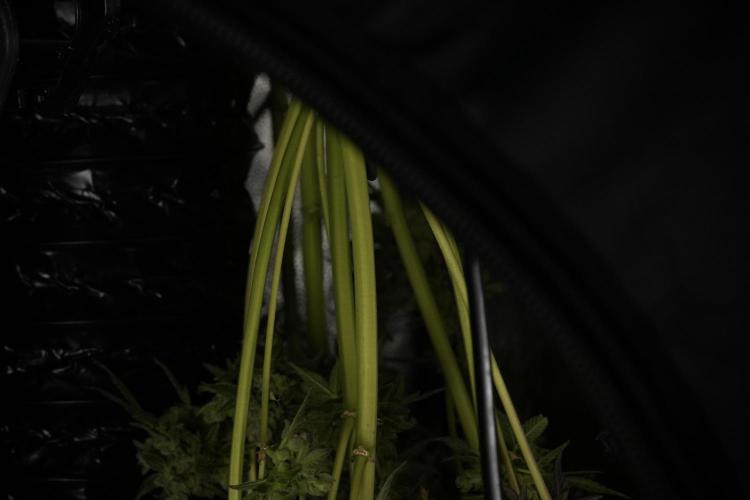 TicaL X Zamnesia-NectarDrip pack#268/750. Week 15 - Nectar Drip Harvested  now Drying 