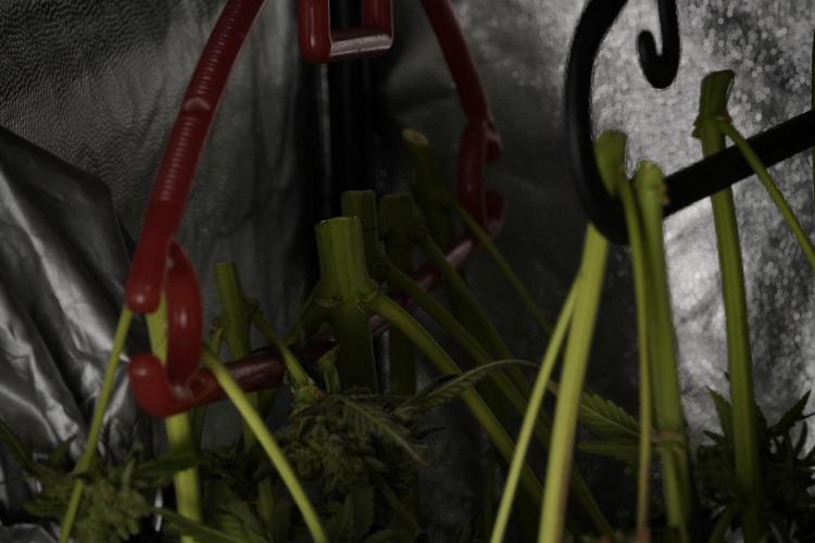 TicaL X Zamnesia-NectarDrip pack#268/750. Week 15 - Nectar Drip Harvested  now Drying 
