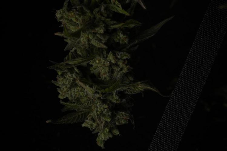 TicaL X Zamnesia-NectarDrip pack#268/750. Week 15 - Nectar Drip Harvested  now Drying 
