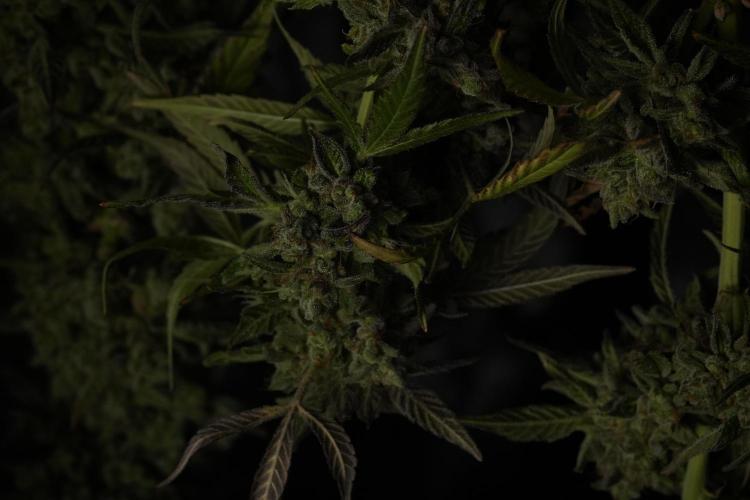 TicaL X Zamnesia-NectarDrip pack#268/750. Week 15 - Nectar Drip Harvested  now Drying 