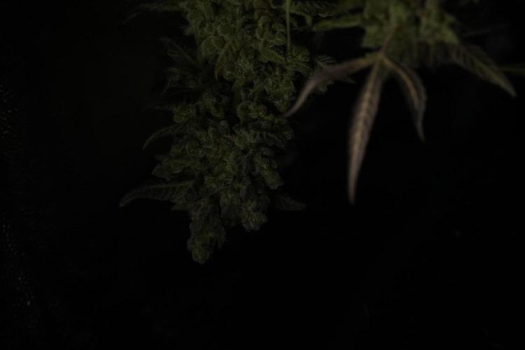 TicaL X Zamnesia-NectarDrip pack#268/750. Week 15 - Nectar Drip Harvested  now Drying 