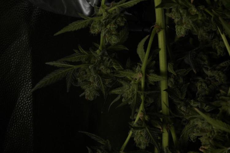 TicaL X Zamnesia-NectarDrip pack#268/750. Week 15 - Nectar Drip Harvested  now Drying 