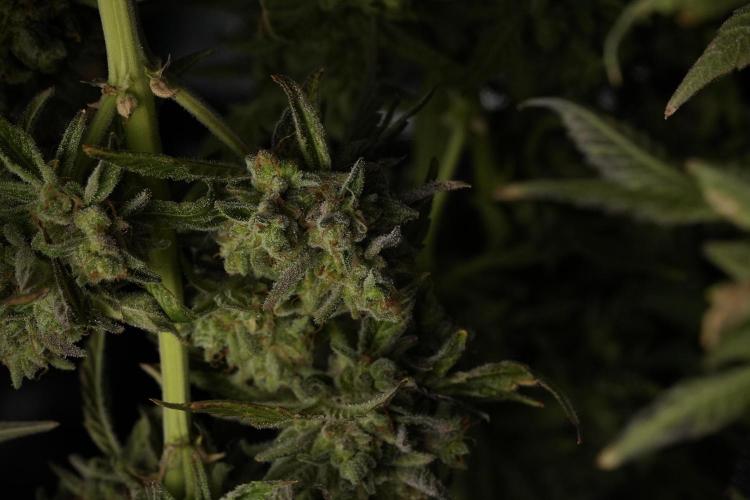 TicaL X Zamnesia-NectarDrip pack#268/750. Week 15 - Nectar Drip Harvested  now Drying 