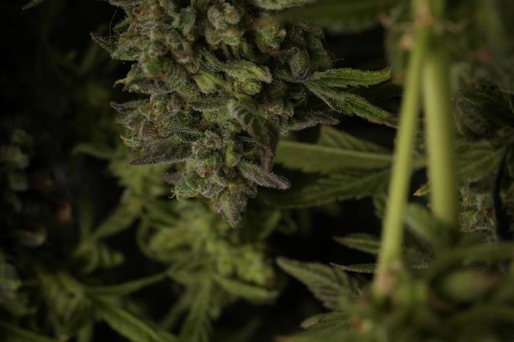TicaL X Zamnesia-NectarDrip pack#268/750. Week 15 - Nectar Drip Harvested  now Drying 