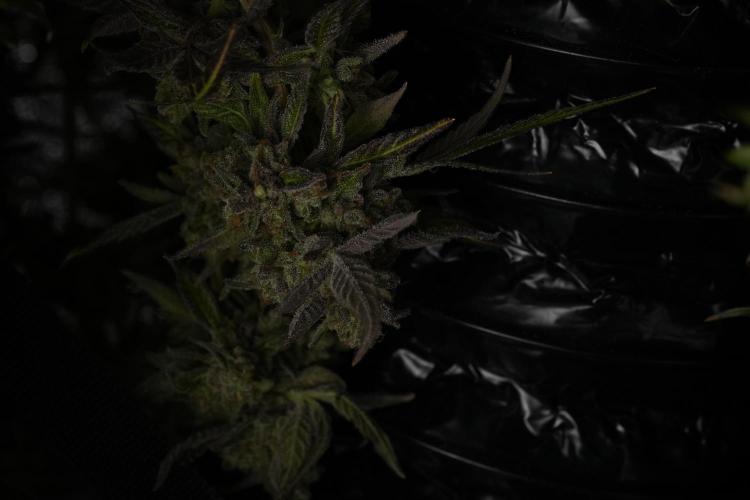 TicaL X Zamnesia-NectarDrip pack#268/750. Week 15 - Nectar Drip Harvested  now Drying 