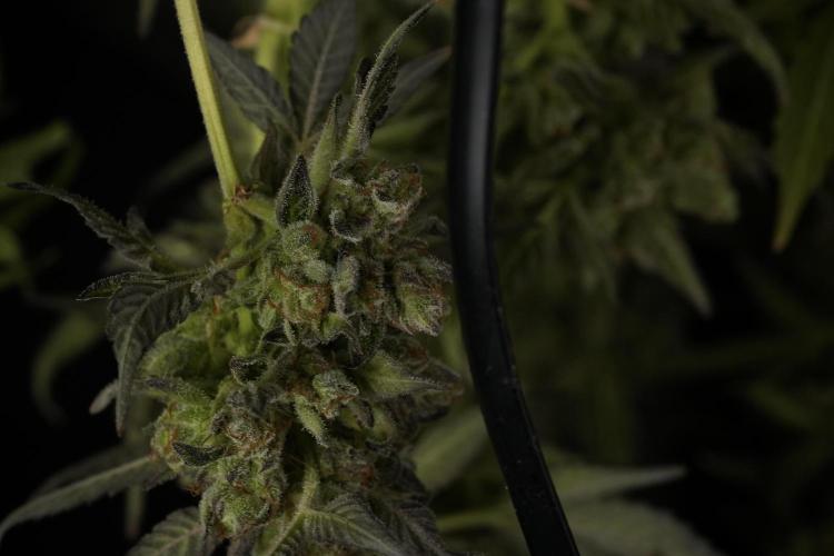 TicaL X Zamnesia-NectarDrip pack#268/750. Week 15 - Nectar Drip Harvested  now Drying 