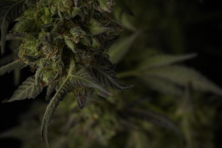 TicaL X Zamnesia-NectarDrip pack#268/750. Week 15 - Nectar Drip Harvested  now Drying 