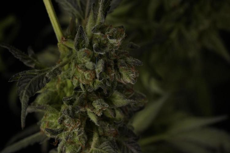 TicaL X Zamnesia-NectarDrip pack#268/750. Week 15 - Nectar Drip Harvested  now Drying 
