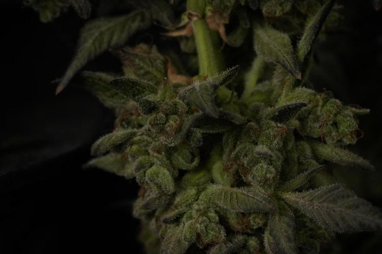 TicaL X Zamnesia-NectarDrip pack#268/750. Week 15 - Nectar Drip Harvested  now Drying 