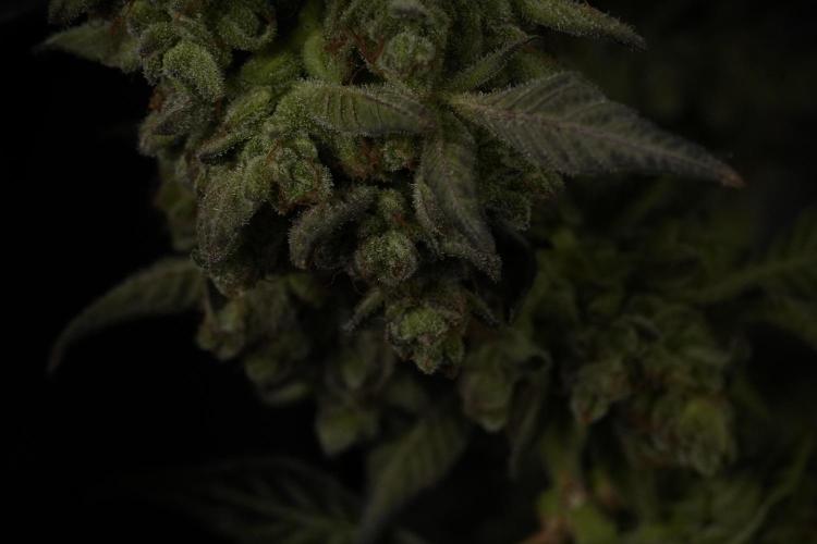 TicaL X Zamnesia-NectarDrip pack#268/750. Week 15 - Nectar Drip Harvested  now Drying 