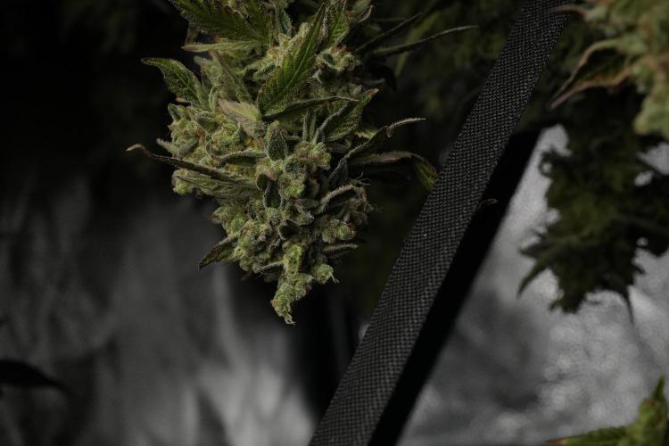 TicaL X Zamnesia-NectarDrip pack#268/750. Week 15 - Nectar Drip Harvested  now Drying 