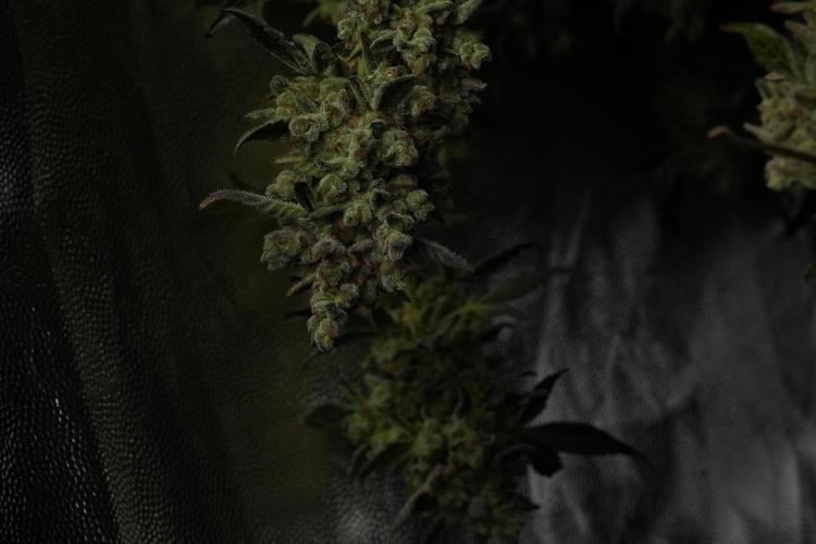 TicaL X Zamnesia-NectarDrip pack#268/750. Week 15 - Nectar Drip Harvested  now Drying 