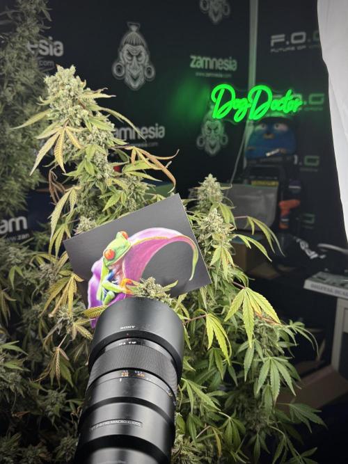 TicaL X Zamnesia-NectarDrip pack#268/750. Week 15 - behind the scenes 
